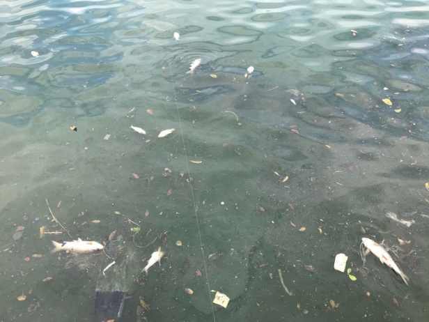 Gần 1 tấn cá chết trắng trên hồ Tây - 1666121893 253 Gan 1 tan ca chet trang tren ho Tay
