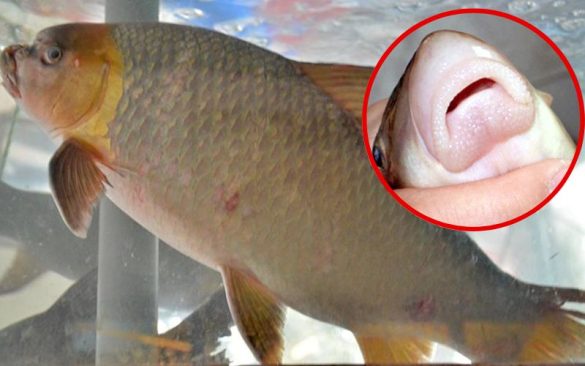 cá tiến vua loài cá đắt nhất việt nam